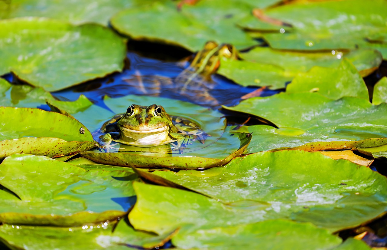 frog, water frog, frog pond